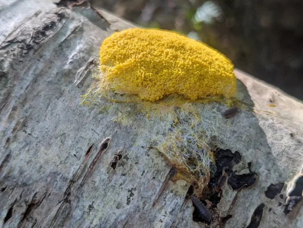 Close up of Fuligo septica on Birch trunk.