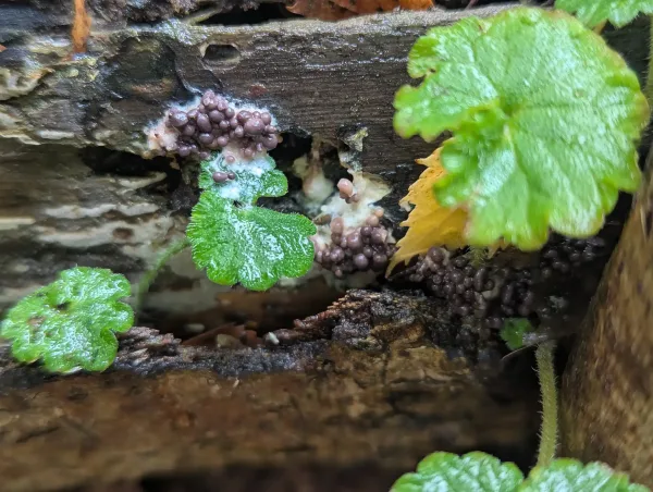 Close-up of the greyish-violet primordia group.