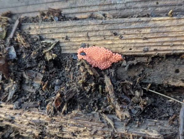 Close-up of the Heterotrichia ferruginea sporangial cluster.